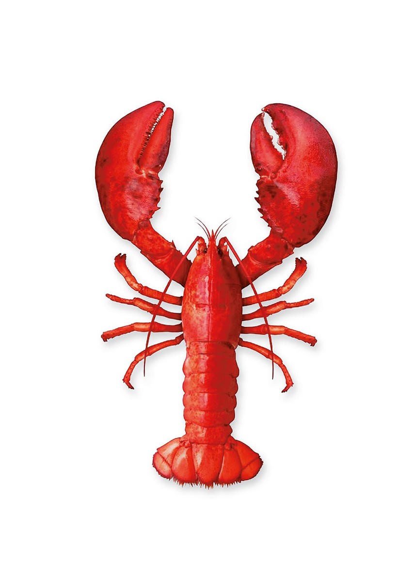 Baumwoll Küchentuch Digitaldruck "Lobster"